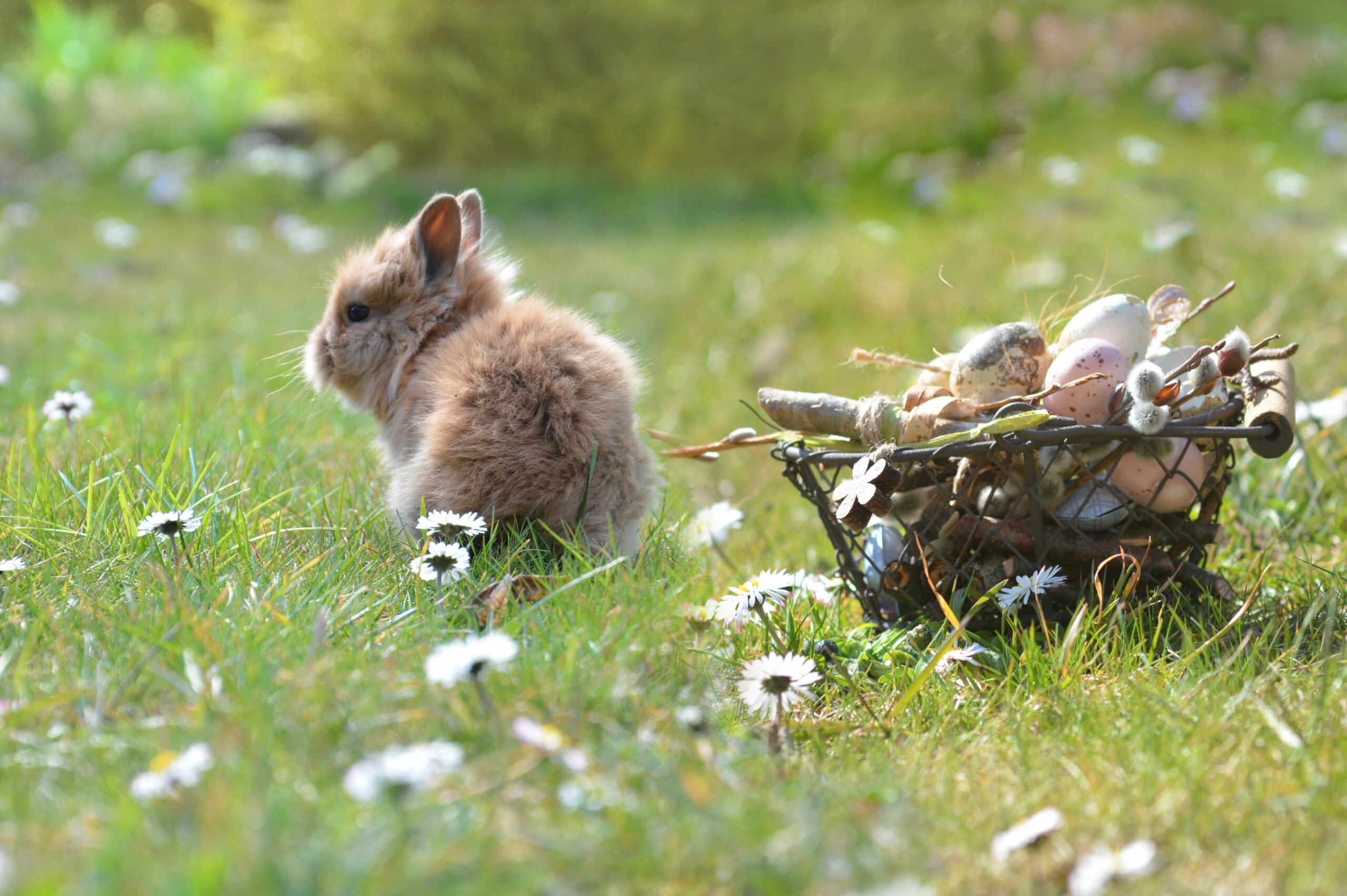 Ein flauschiger brauner Hase sitzt auf grünem Gras zwischen weißen Gänseblümchen, neben einem kleinen Korb, der mit verzierten Eiern und Zweigen gefüllt ist, in einer sonnenbeschienenen Umgebung.